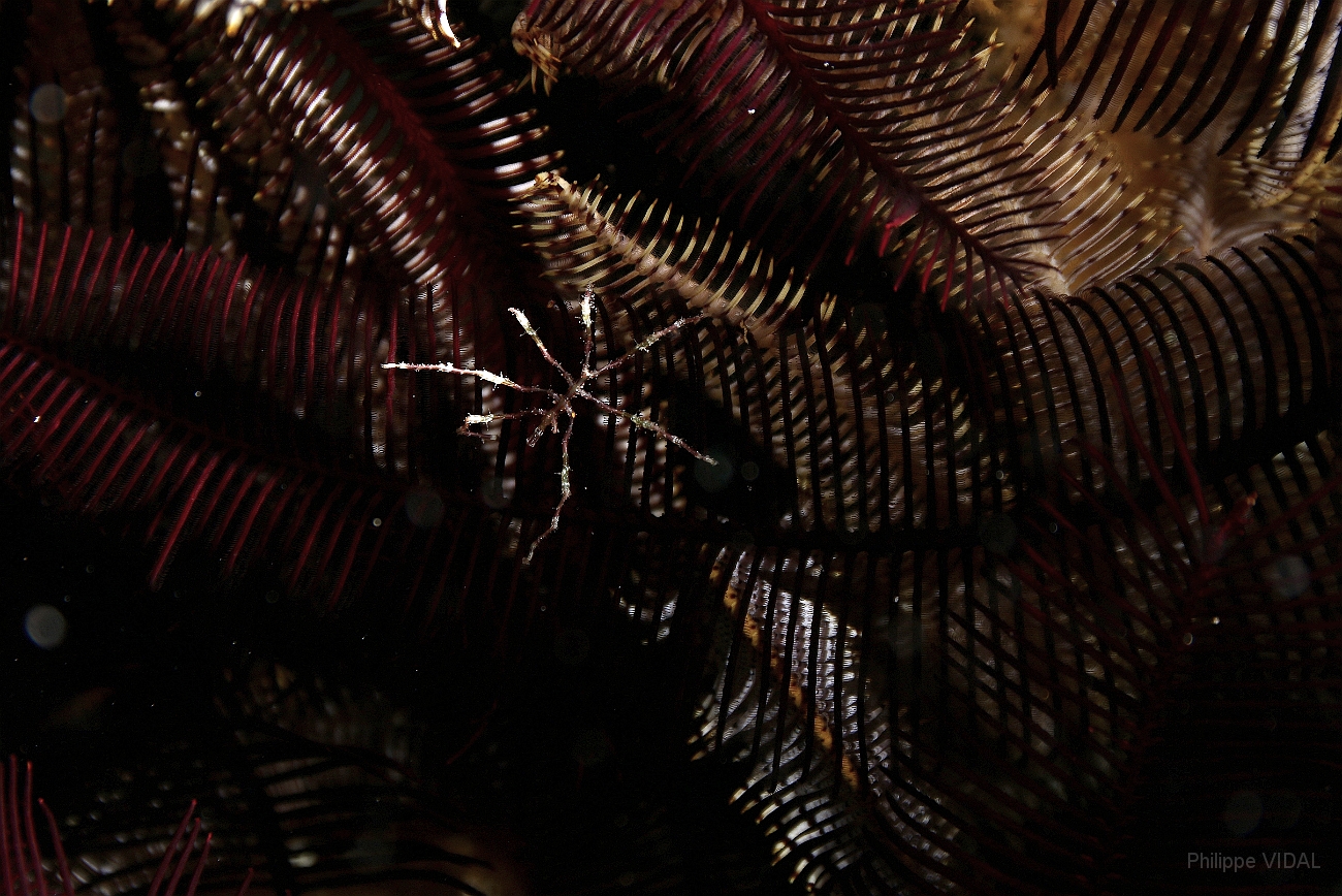 Raja Ampat 2016 - Sea Spider - Areignee de mer - IMG_4789_rc.jpg